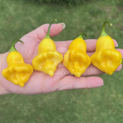 Aji Fantasy (Secluded) Chilli Seeds