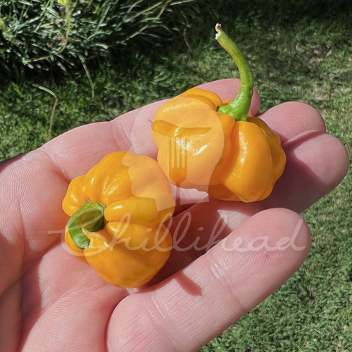 Beth Boyd Scotch Bonnet Chilli Seeds | CHILLIHEAD | Home of the gourmet ...