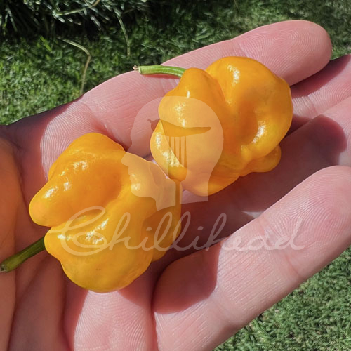 Beth Boyd Scotch Bonnet Chilli Seeds | CHILLIHEAD | Home of the gourmet ...