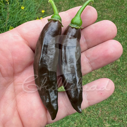 Georgia Black (Secluded) Chilli Seeds | CHILLIHEAD | Home of the ...