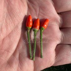 Wild Annuum Chilli Seeds