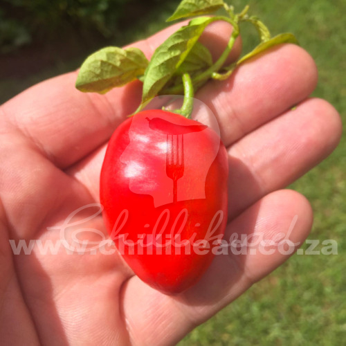 Ecuadorian Rocoto for Hell Chilli Seeds