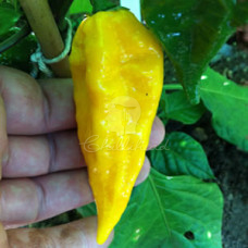 Fatalii Yellow