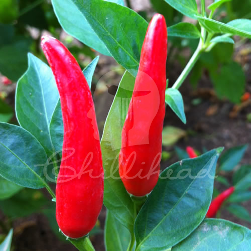 Makulu Peri Chilli Seeds