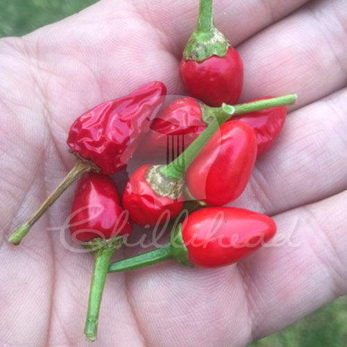 Mayan Love Chilli Seeds