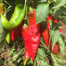 New Mexico Hatch Chile