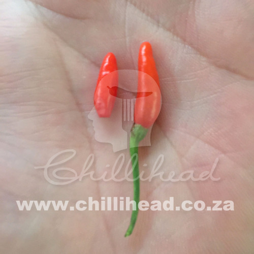 Northern Mariana Islands Birdseye Chilli Seeds | CHILLIHEAD | Home of ...