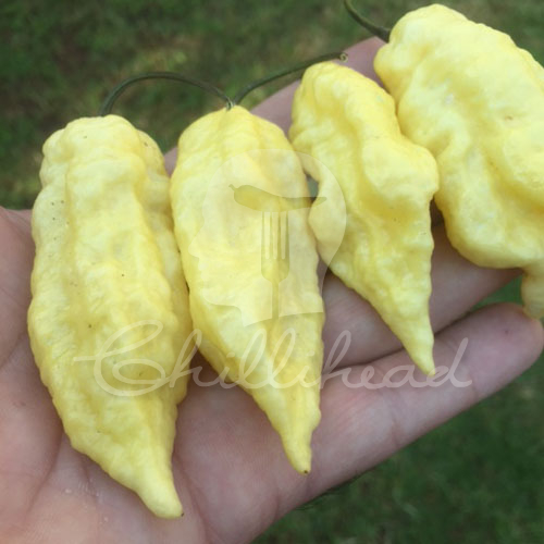 White Bhut Jolokia Chilli Seeds